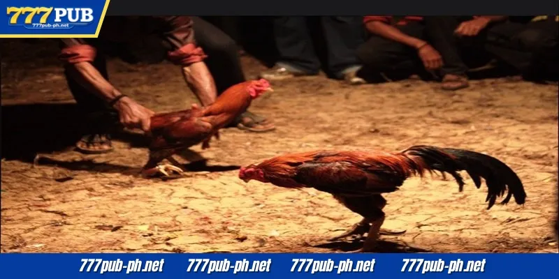 Nag-aalok ang online cockfighting ng magagandang pagkakataon sa pagtaya